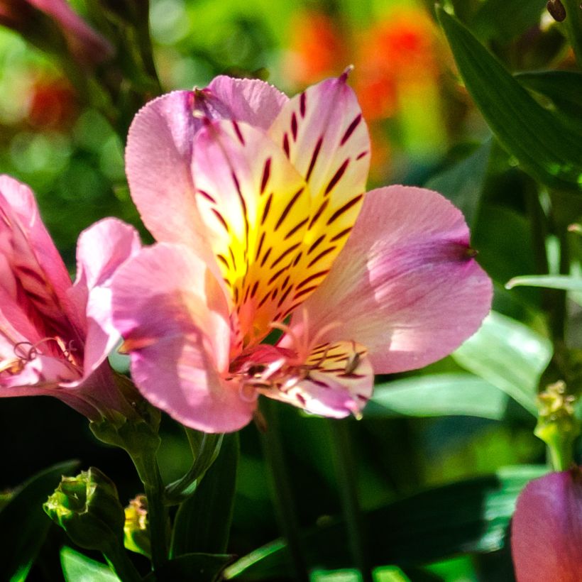 Alstroemeria Ligtu Hybrid - Inkalilie (Flowering)