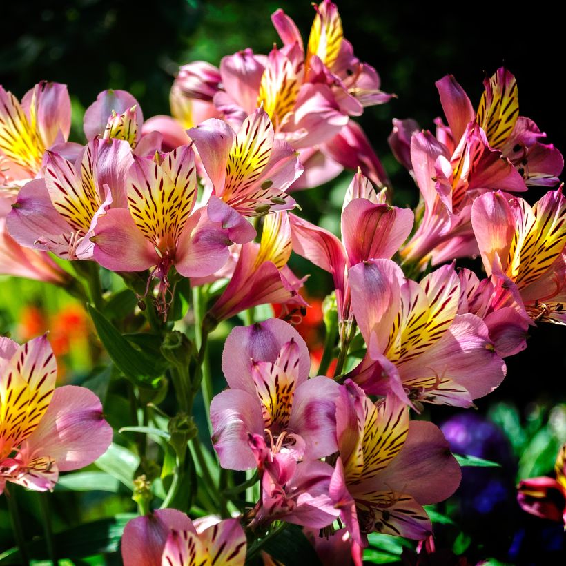 Alstroemeria Ligtu Hybrid - Inkalilie (Plant habit)