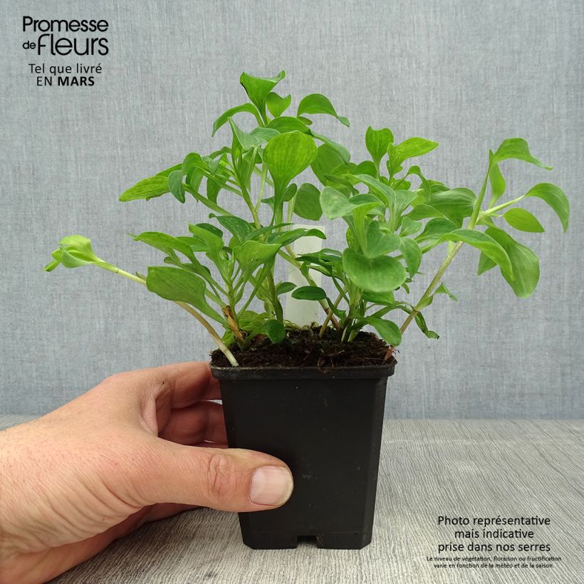 Exemplar von Alstroemeria psittacina - Inkalilie Kleine Töpfe von 8/9 cm wie im Frühjahr geliefert