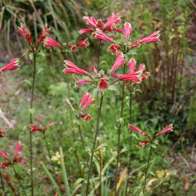Alstroemeria psittacina - Inkalilie (Plant habit)