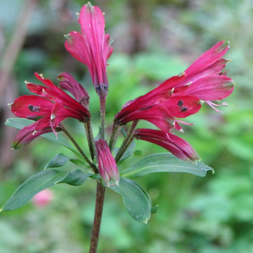 Alstroemeria psittacina Variegata - Inkalilie (Flowering)
