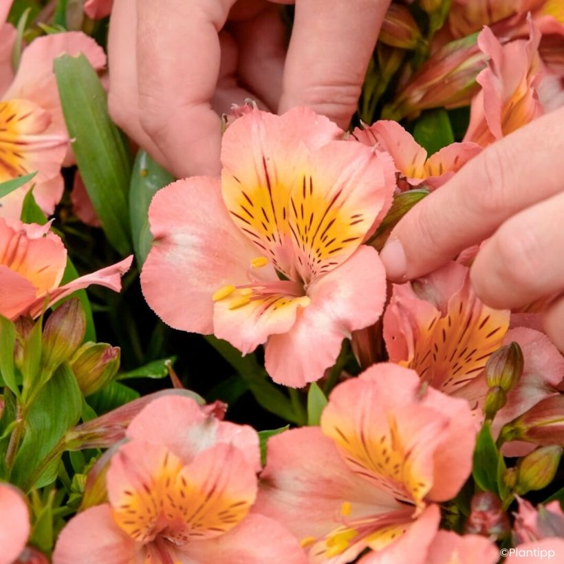Alstroemeria Incalys Salmon - Inkalilie (Blüte)