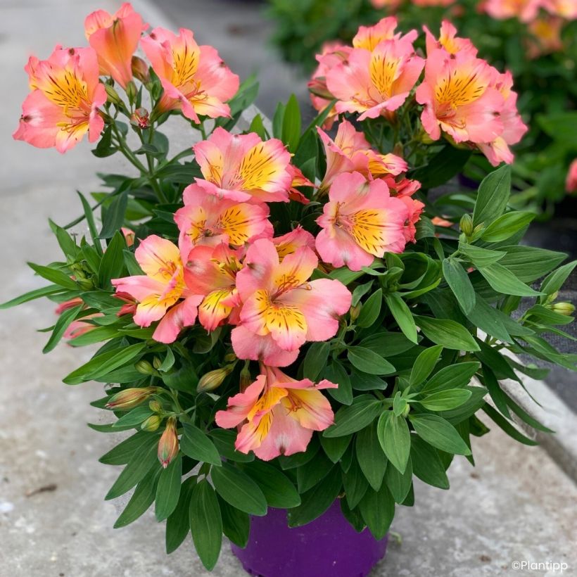 Alstroemeria Incalys Salmon - Inkalilie (Wuchs)