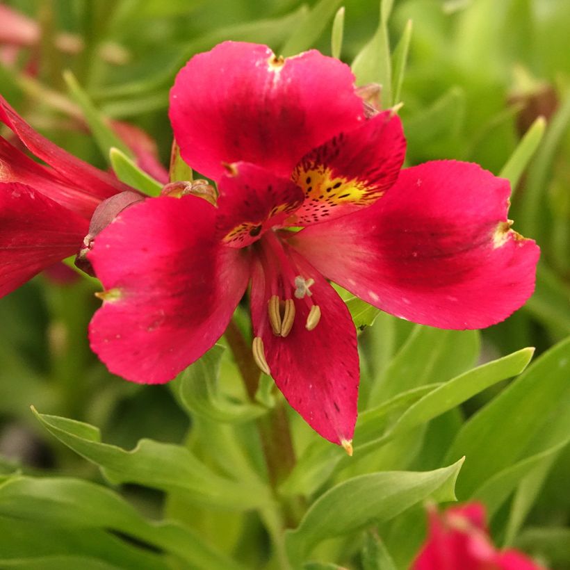 Alstroemeria Pitchounes Rosie - Inkalilie (Blüte)
