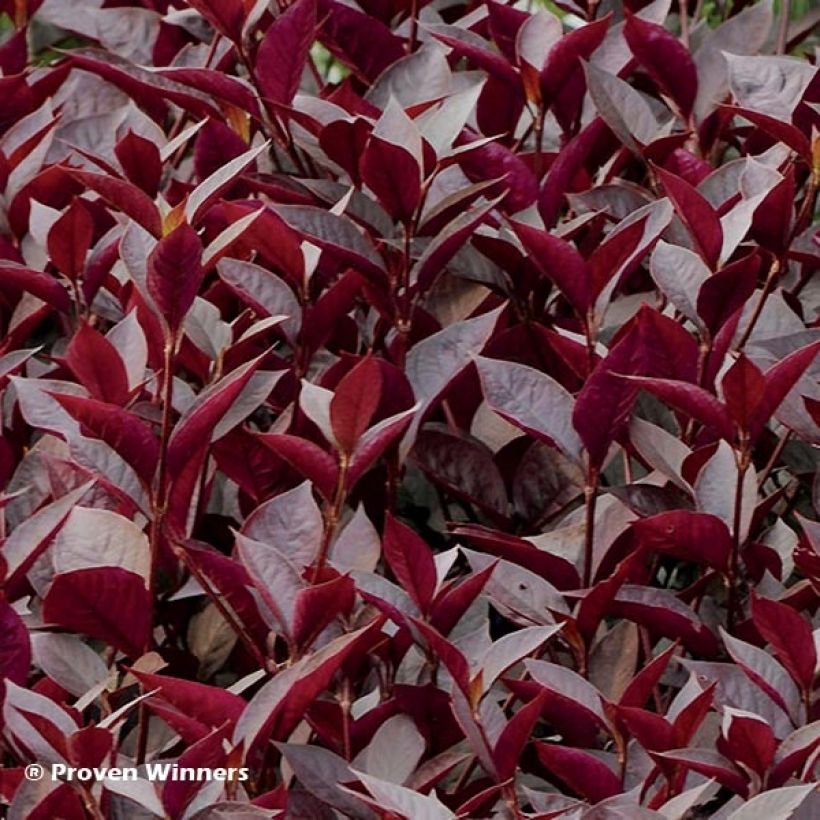Alternanthera Purple Knight - Papageienblatt (Foliage)