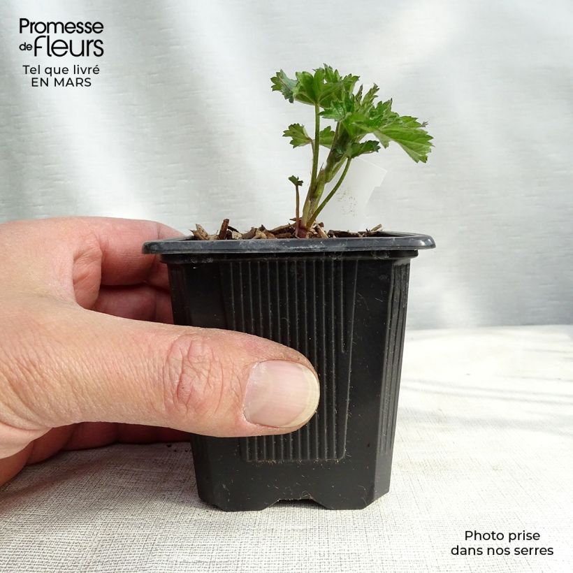 Exemplar von Althaea cannabina - Hanf-Stockmalve Kleine Töpfe von 8/9 cm wie im Frühjahr geliefert