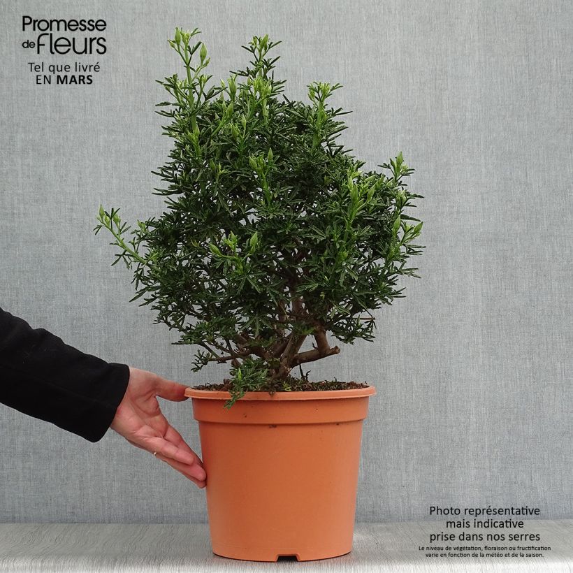 Exemplar von Alyogyne cuneiformis - Blauer Hibiskus Topf mit 3L/4L wie im Frühjahr geliefert