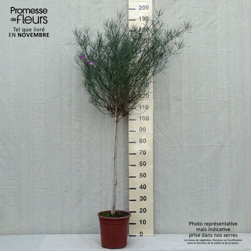 Example of Alyogyne hakeifolia Melissa Anne - Australischer Hibiskus Topf mit 7,5L/10L as you get in automne