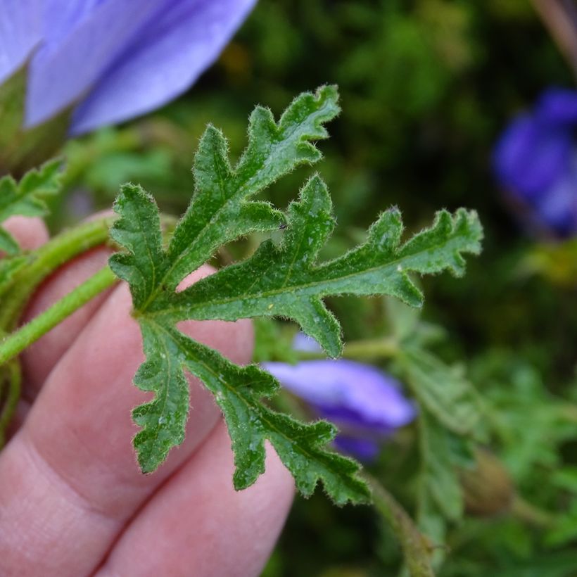 Alyogyne huegelii - Blauer Hibiskus (Foliage)