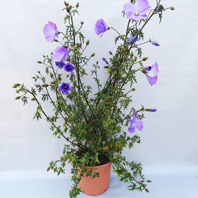 Example of Alyogyne huegelii - Blauer Hibiskus Topf mit 3L/4L as you get