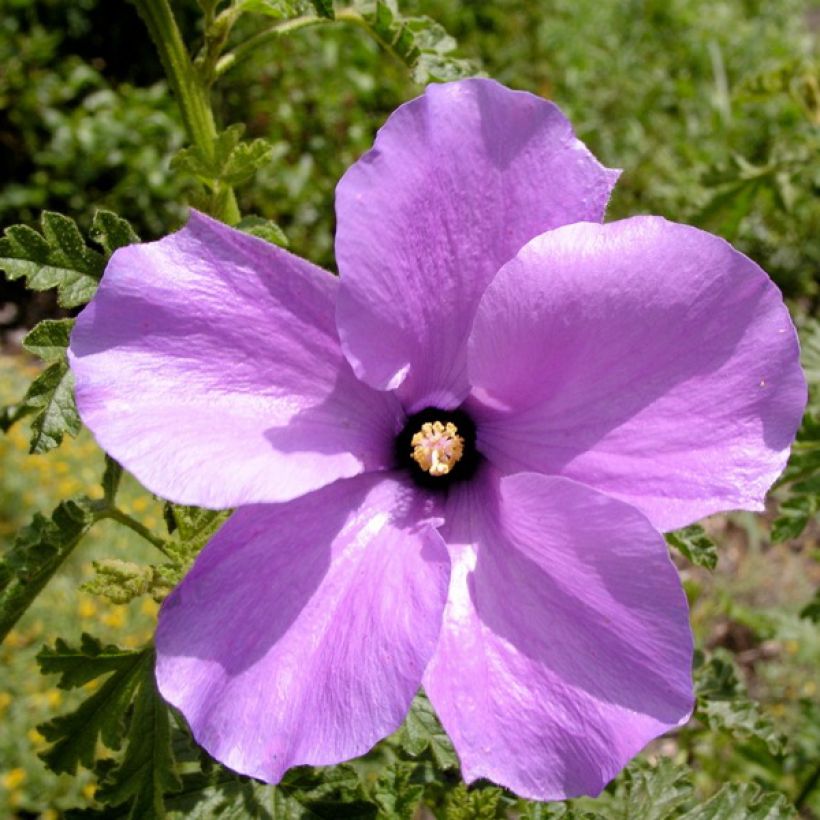 Alyogyne huegelii Santa Cruz - Blauer Hibiskus (Flowering)
