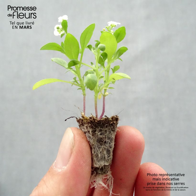 Example of Strand-Silberkraut Snow Crystals - Lobularia Mini-Plug: Plug 2,2 cm x 2 cm in Anzuchtplatte à 35 Stück as you get in printemps