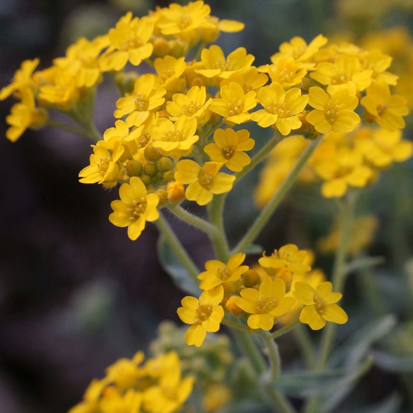 Alyssum argenteum - Silber-Steinkresse (Flowering)