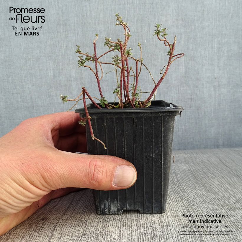 Exemplar von Alyssum argenteum - Silber-Steinkresse Kleine Töpfe von 7/8 cm wie im Winter geliefert