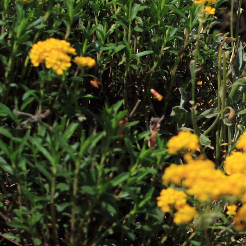 Alyssum saxatile Citrinum - Felsen-Steinkresse (Foliage)
