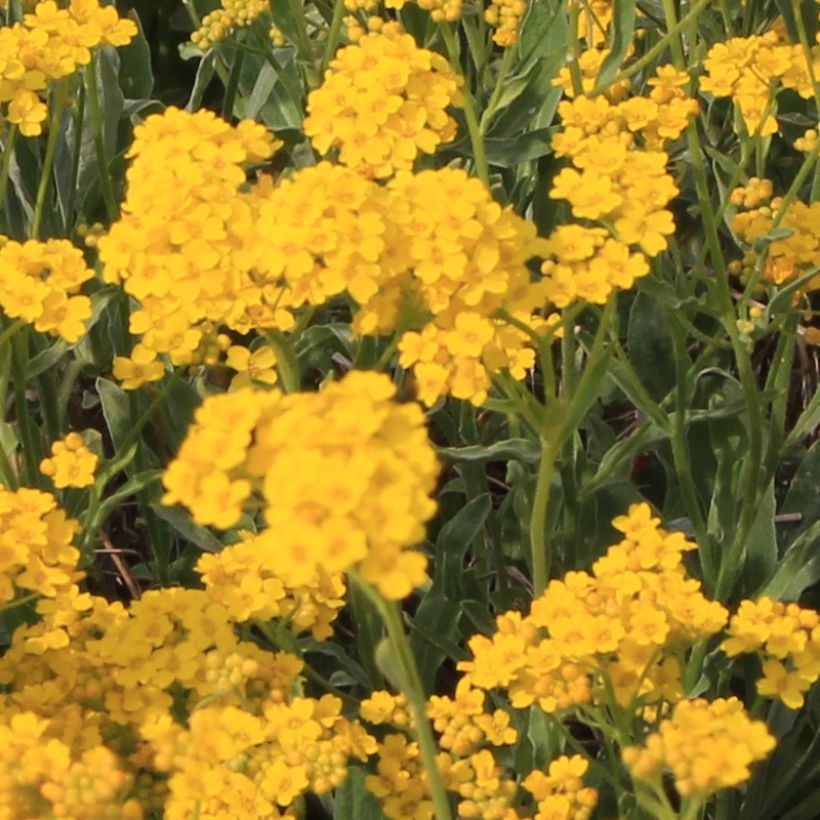Alyssum saxatile Citrinum - Felsen-Steinkresse (Flowering)