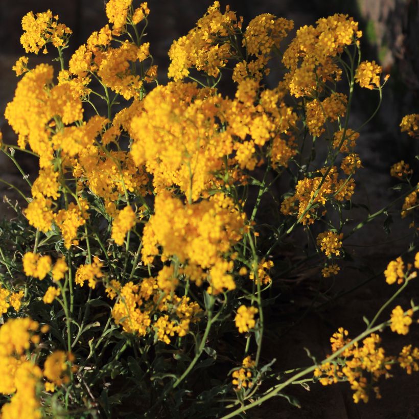 Alyssum saxatile Citrinum - Felsen-Steinkresse (Plant habit)