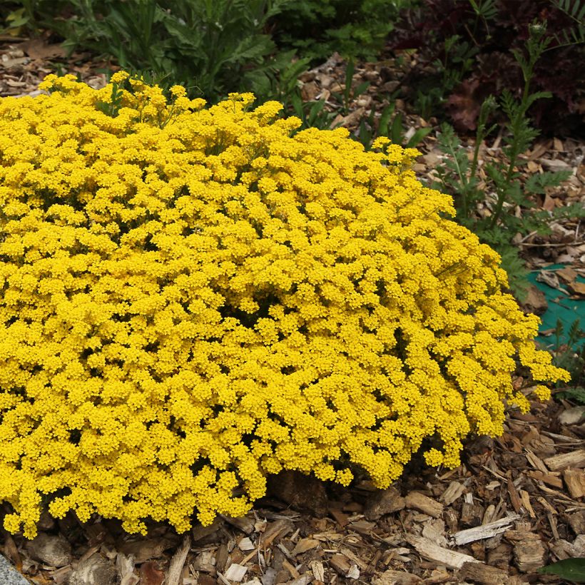Alyssum saxatilis Compactum - Felsen-Steinkresse (Plant habit)