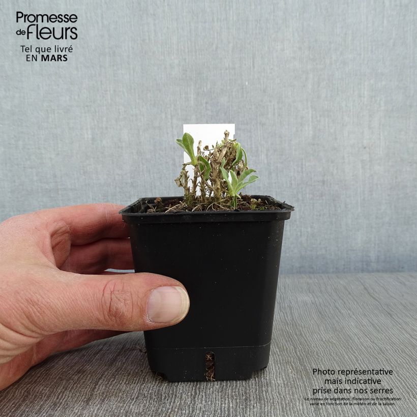 Exemplar von Alyssum saxatilis Compactum - Felsen-Steinkresse Kleine Töpfe von 8/9 cm wie im Winter geliefert