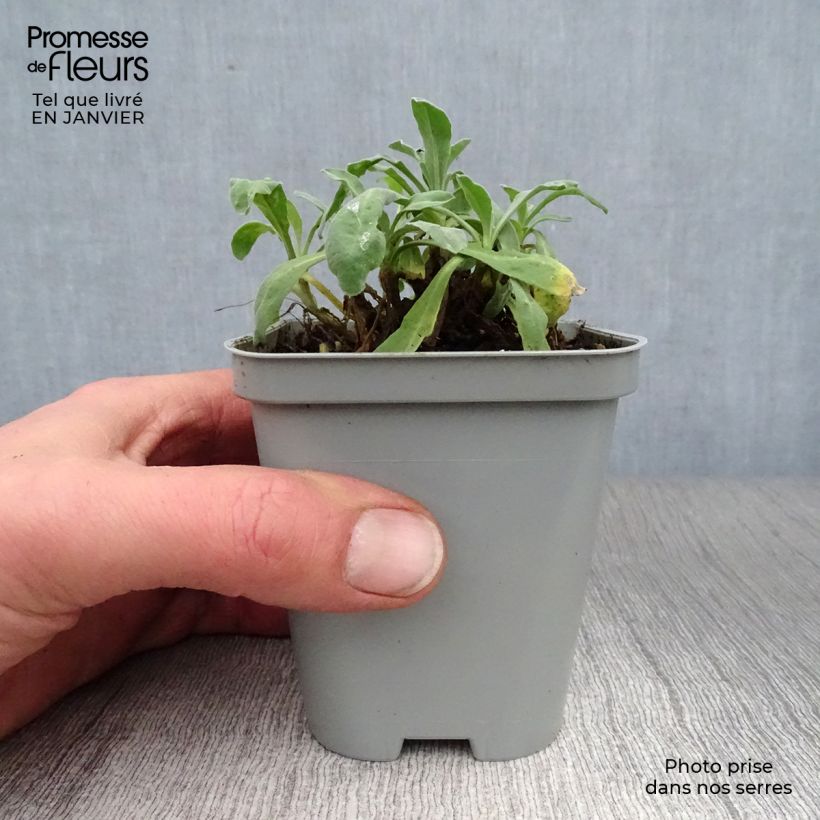 Exemplar von Alyssum saxatilis Goldkugel - Felsen-Steinkresse Kleine Töpfe von 8/9 cm wie im Winter geliefert