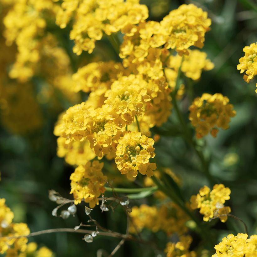 Alyssum saxatilis Goldkugel - Felsen-Steinkresse (Flowering)
