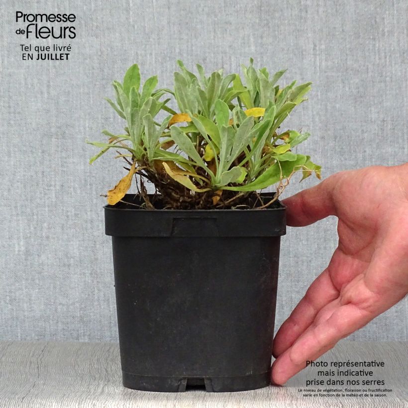 Example of Alyssum saxatilis Goldkugel - Felsen-Steinkresse Topf mit 2L/3L as you get in ete