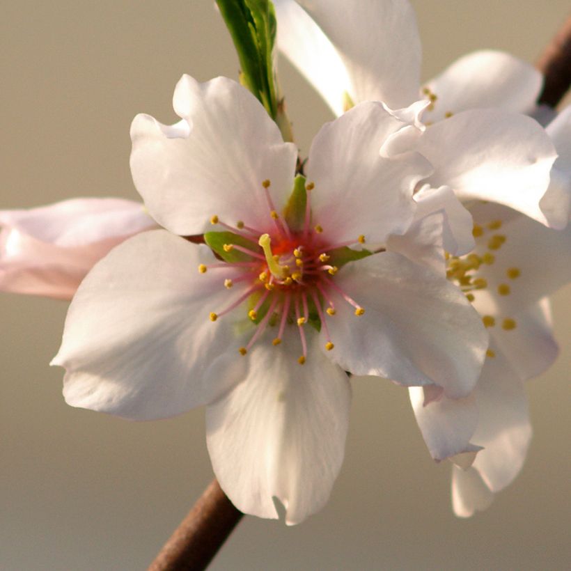 Mandelbaum Aï Bio - Prunus dulcis (Flowering)