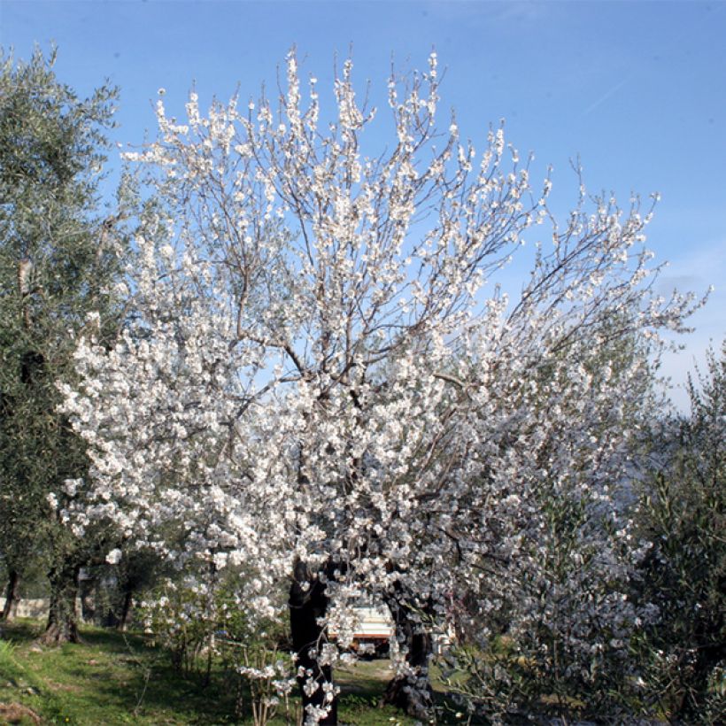 Mandelbaum Ferraduel - Prunus dulcis (Plant habit)