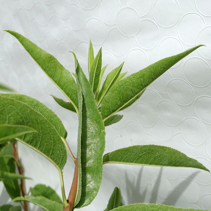 Mandelbaum Ferragnes - Prunus dulcis (Foliage)