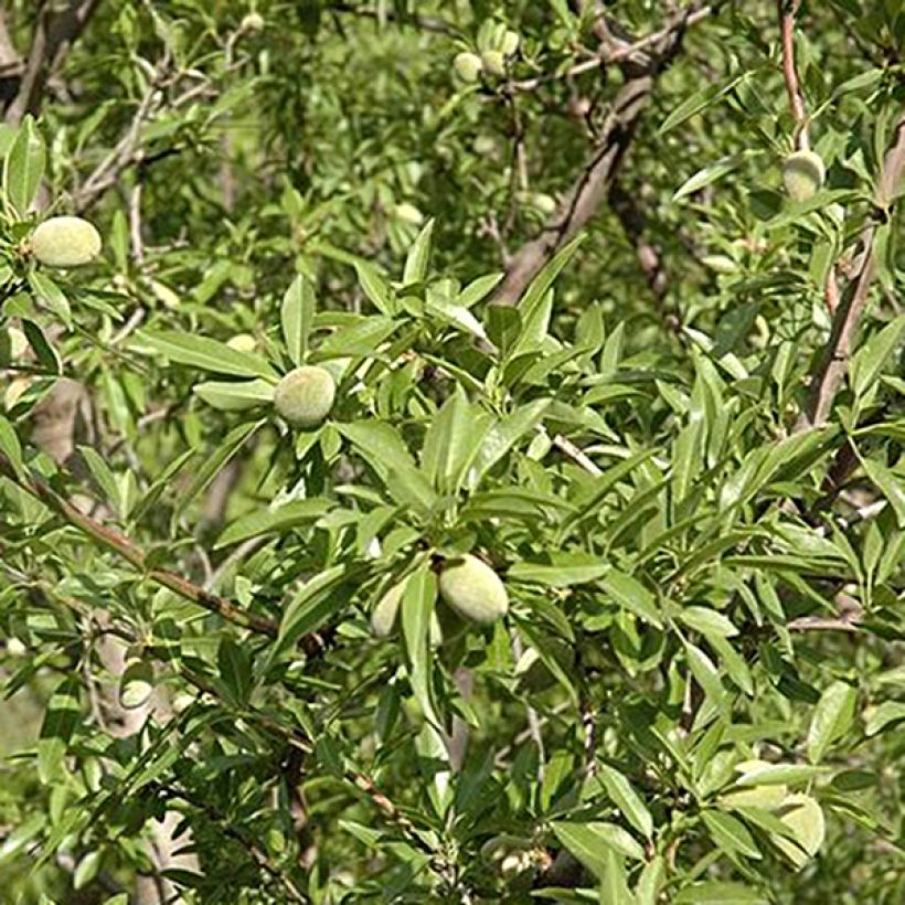 Mandelbaum Ferragnes - Prunus dulcis (Harvest)