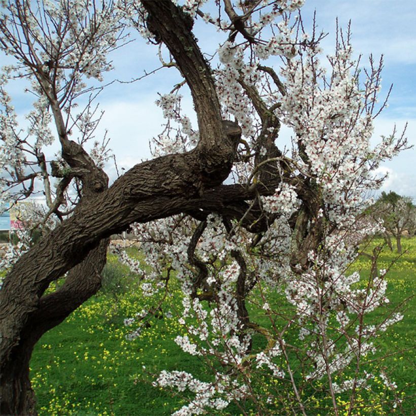 Mandelbaum Ferragnes - Prunus dulcis (Plant habit)