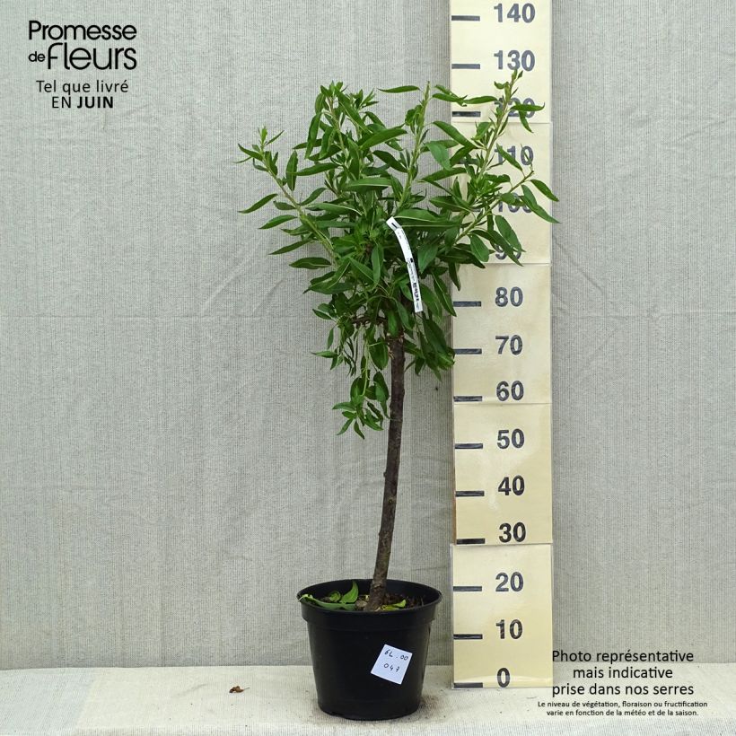 Example of Mandelbaum Ferragnes - Prunus dulcis Topf mit 7,5L/10L, Gobelet-Form as you get in ete