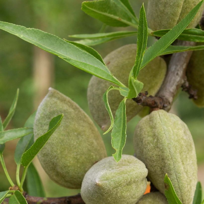 Mandelbaum Princesse - Prunus dulcis (Foliage)