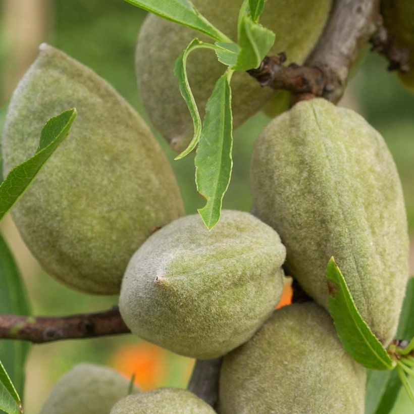 Mandelbaum Princesse - Prunus dulcis (Harvest)