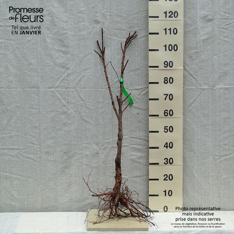 Example of Mandelbaum Princesse Bio - Prunus dulcis Wurzelnackt, Heister as you get in hiver