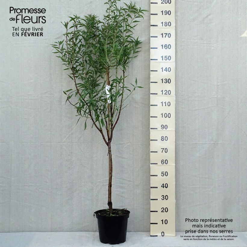 Example of Mandelbaum Princesse - Prunus dulcis Topf mit 7,5L/10L, Gobelet-Form as you get in automne