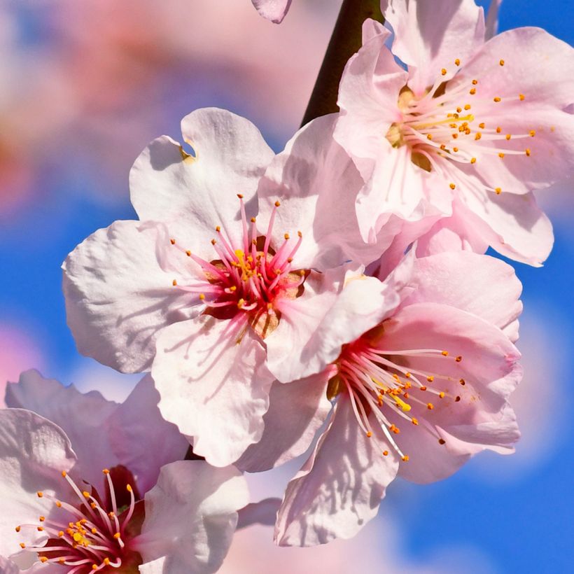 Mandelbaum - Prunus dulcis (Flowering)