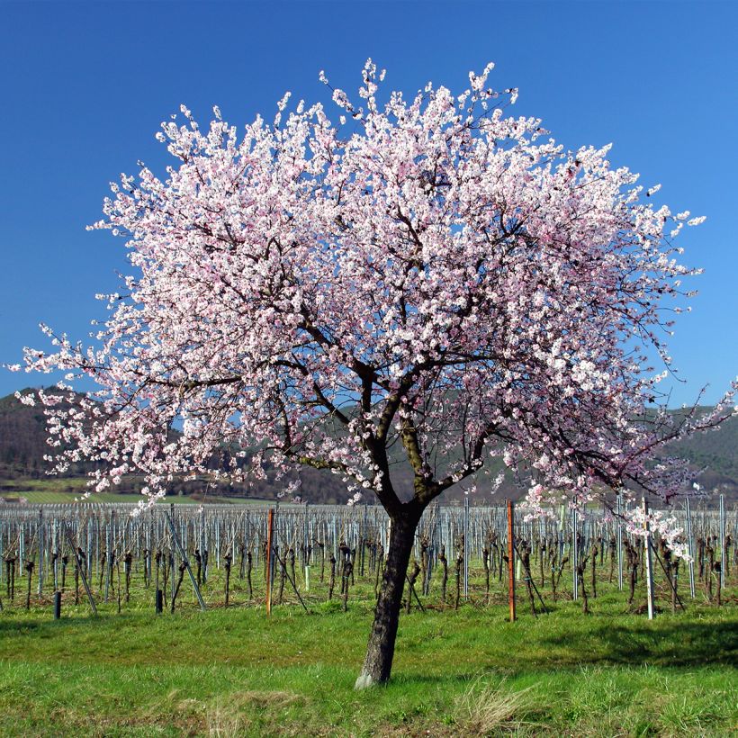 Mandelbaum - Prunus dulcis (Plant habit)