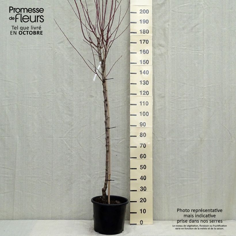 Example of Mandelbaum Supernova - Prunus dulcis Topf mit 12L/15L, Halbstamm as you get in automne