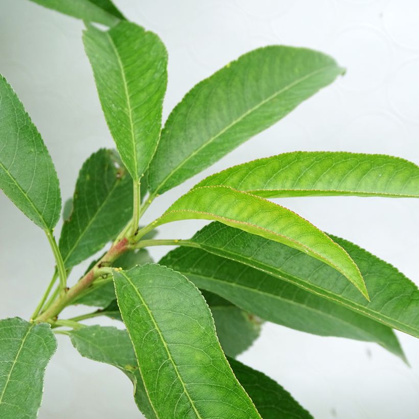 Mandelbaum Texas - Prunus dulcis (Foliage)