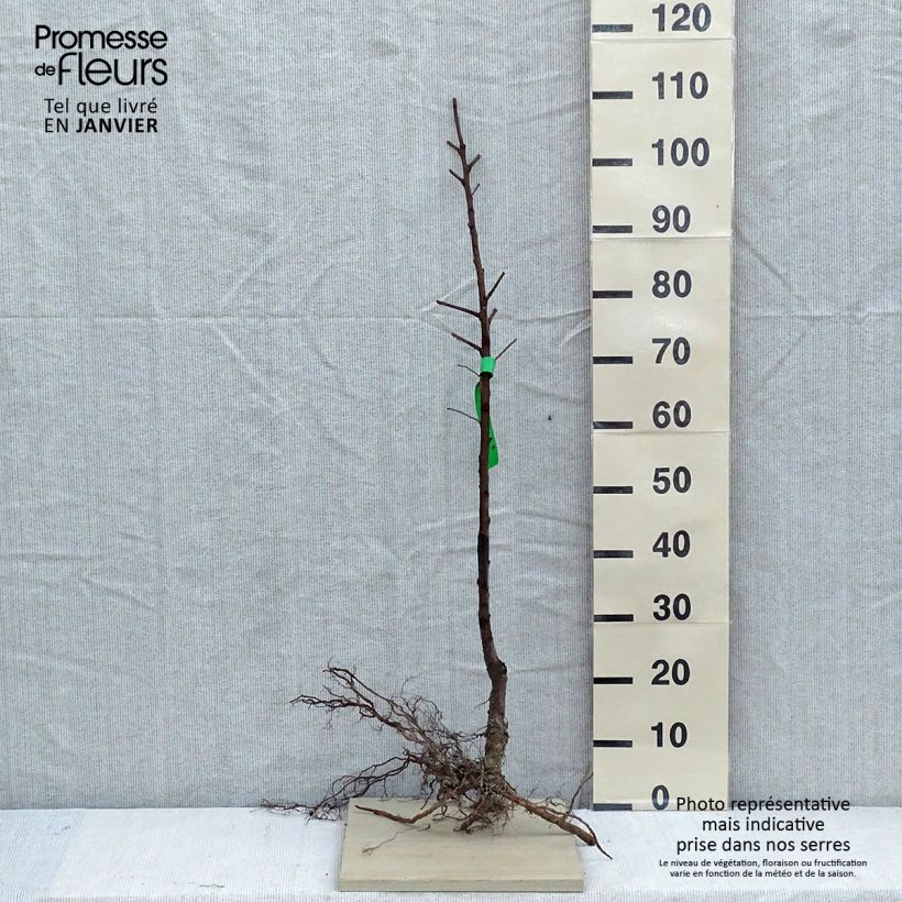 Example of Mandelbaum Texas Bio - Prunus dulcis Wurzelnackt, Heister as you get in hiver