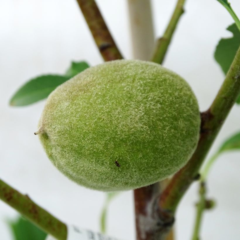 Mandelbaum Texas Bio - Prunus dulcis (Harvest)