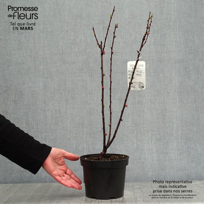 Exemplar von Mandelbäumchen - Prunus triloba Topf mit 2L/3L wie im Winter geliefert