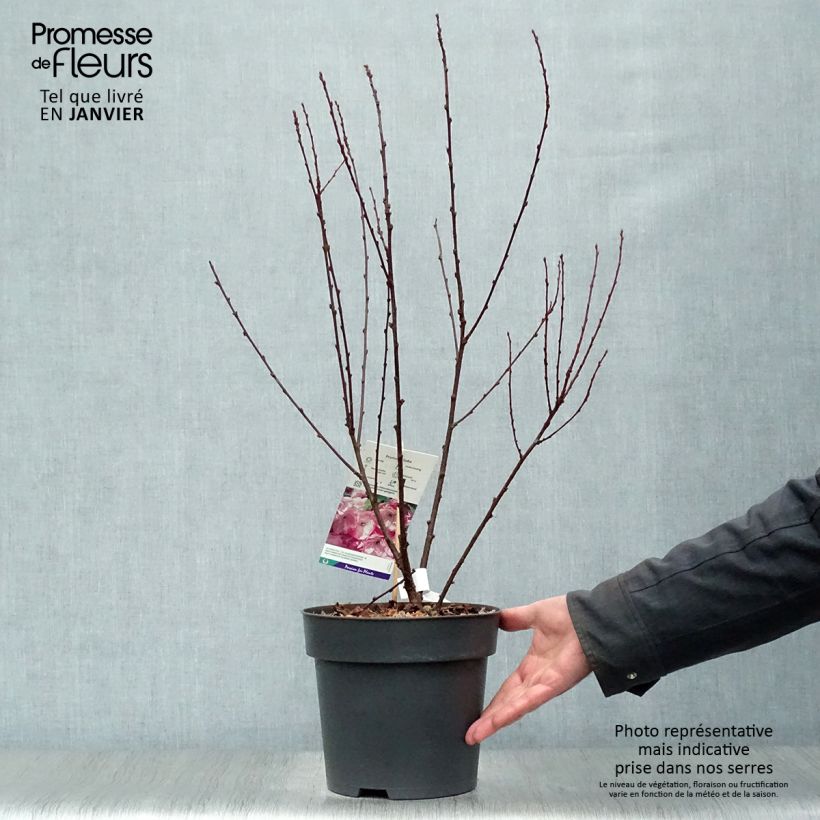 Exemplar von Mandelbäumchen - Prunus triloba Topf mit 4L/5L wie im Winter geliefert