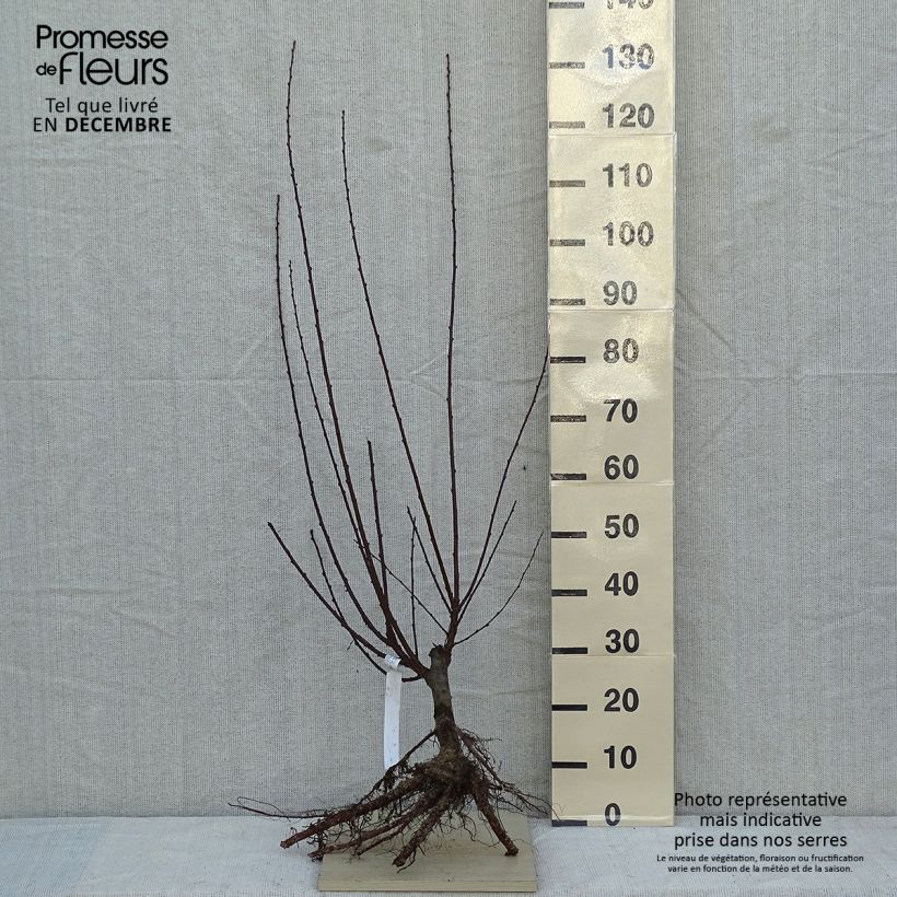 Example of Mandelbäumchen - Prunus triloba Wurzelnackt as you get in hiver