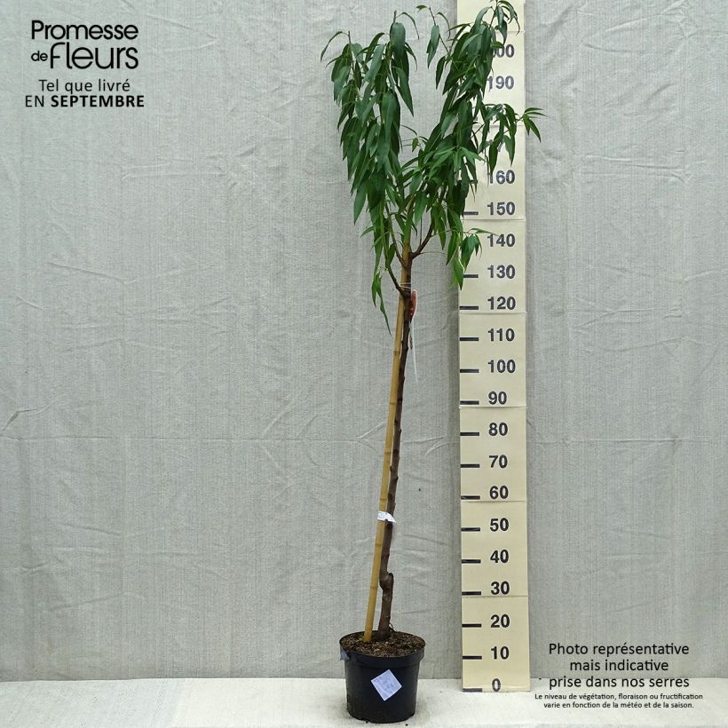 Exemplar von Mandelbaum - Prunus dulcis Topf mit 7,5L/10L, Halbstamm wie im Sommer geliefert