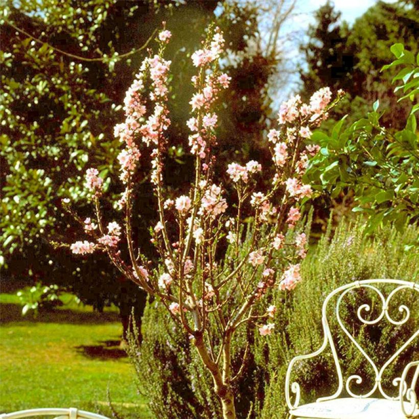 Mandelbaum Garden Prince - Prunus dulcis (Plant habit)