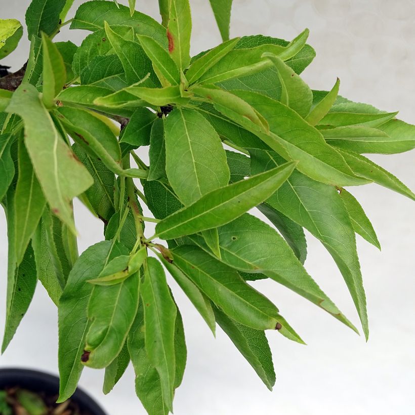 Mandelbaum Garden Prince - Prunus dulcis (Foliage)