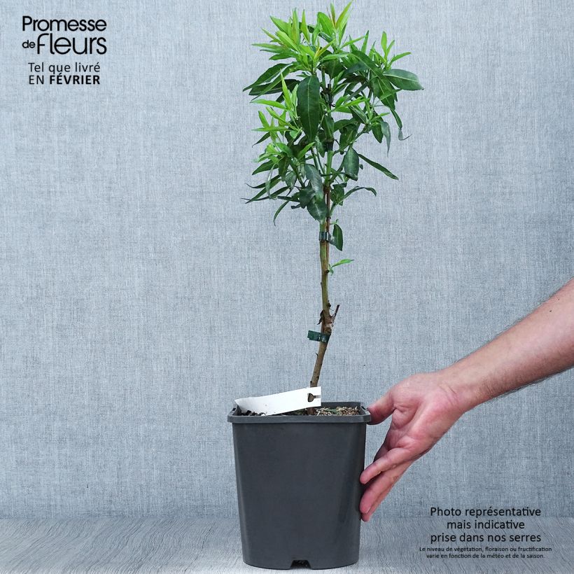 Example of Mandelbaum Fruit me Almond me - Prunus dulcis Topf mit 4L/5L, Zwergform as you get in automne