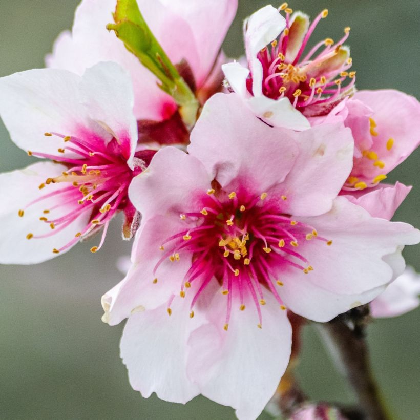 Mandelbaum Fruit me Almond me - Prunus dulcis (Flowering)